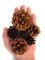 Cinnamon Scented Pinecones Variety 1 lb for Decorating, Over 40 Small Cinnamon Pine Cones for Crafts and Vase Filler Cinnamon Fragrance Pine Cones